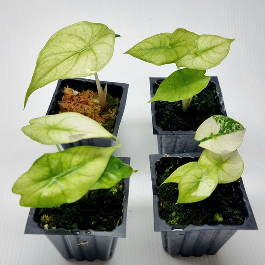 Alocasia Nairobi Night Mint
