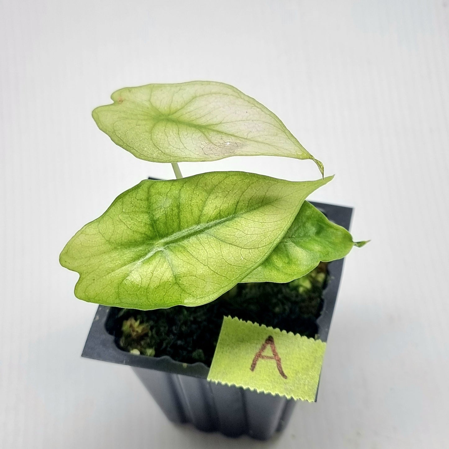 Alocasia Nairobi Night Mint