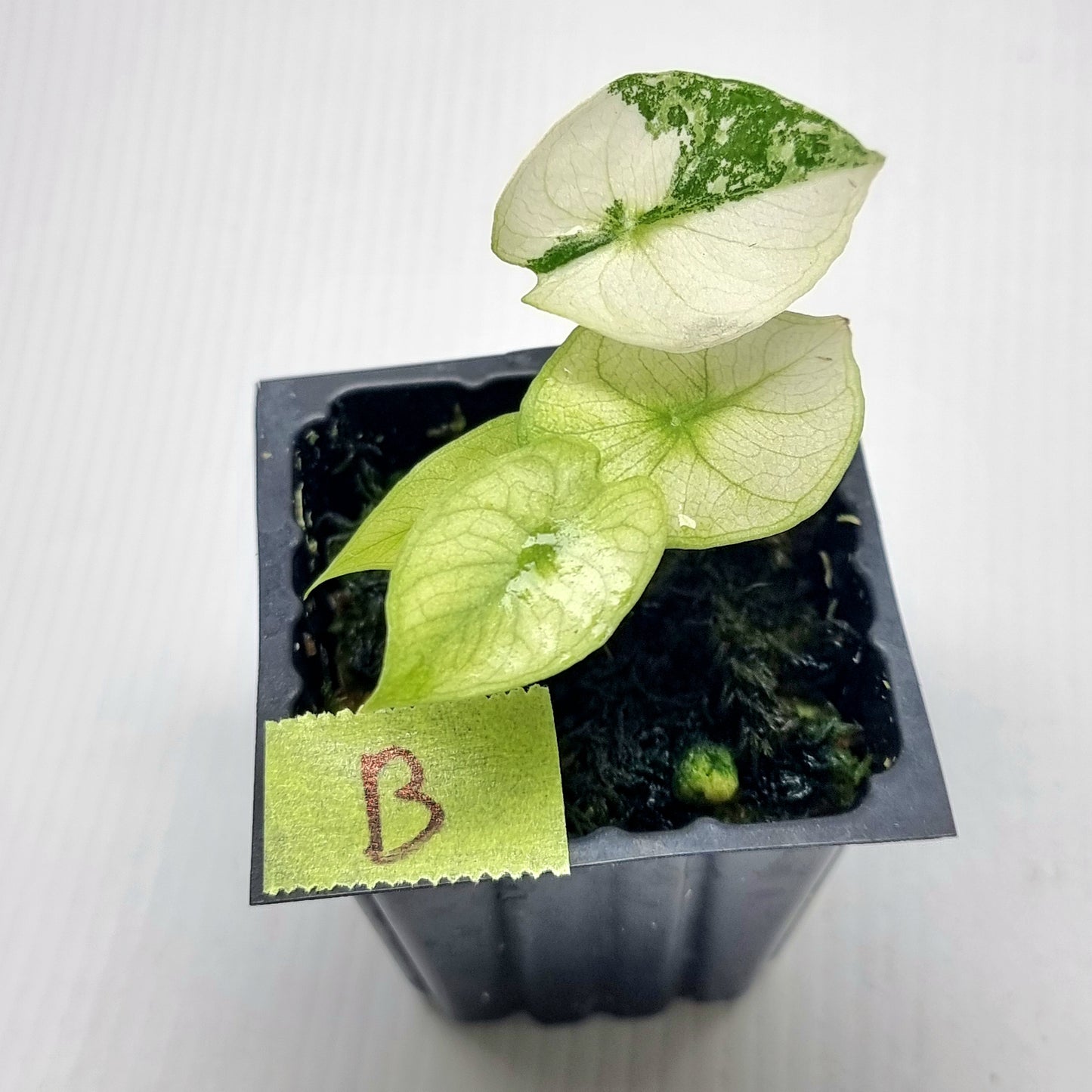Alocasia Nairobi Night Mint