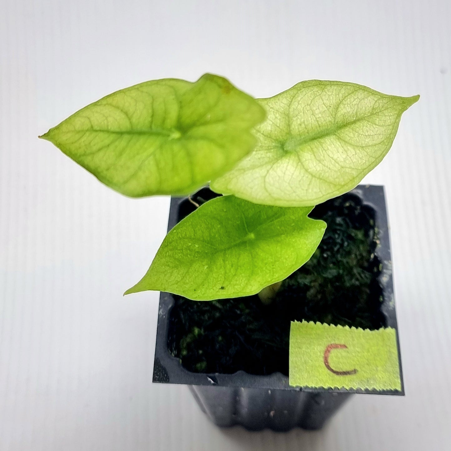 Alocasia Nairobi Night Mint