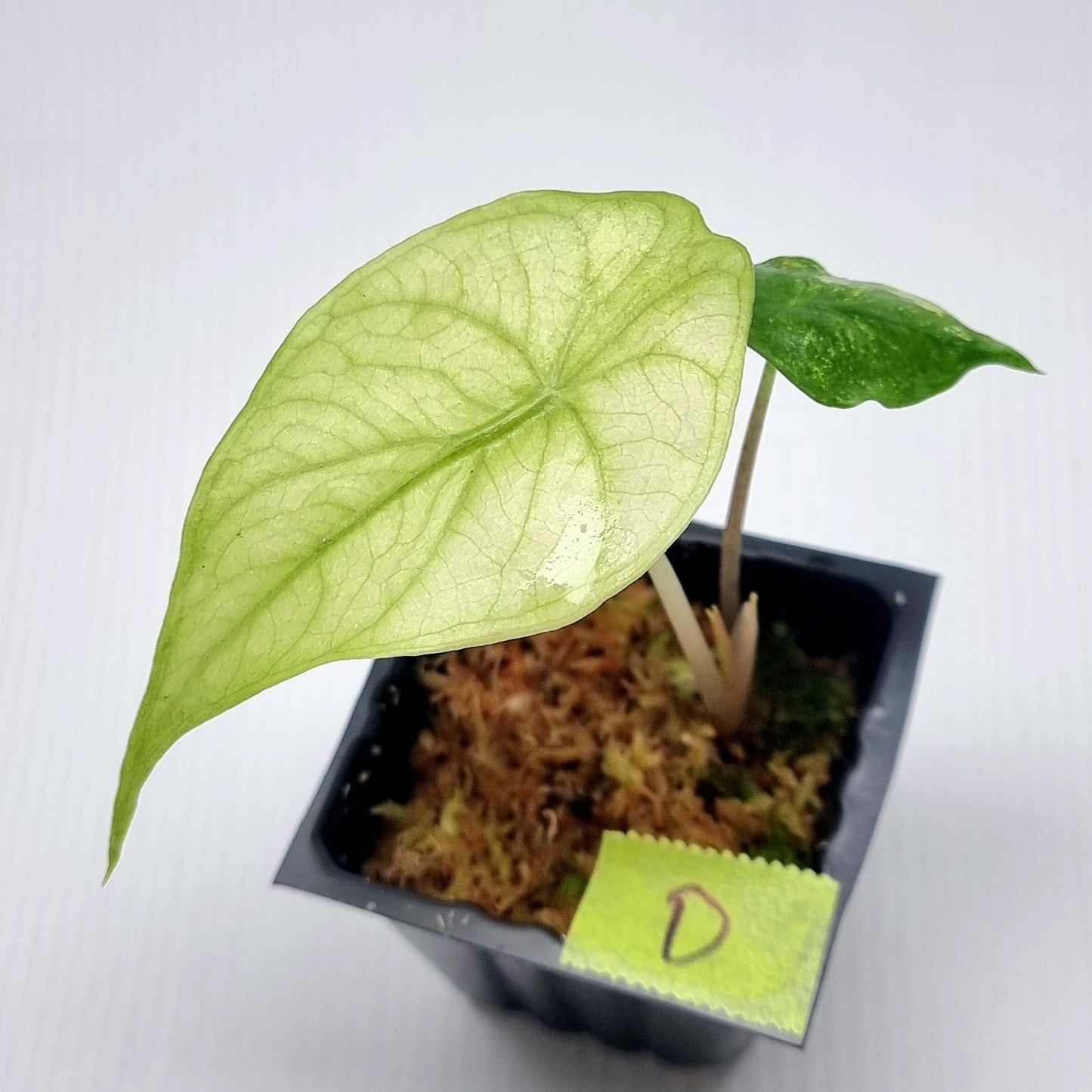 Alocasia Nairobi Night Mint