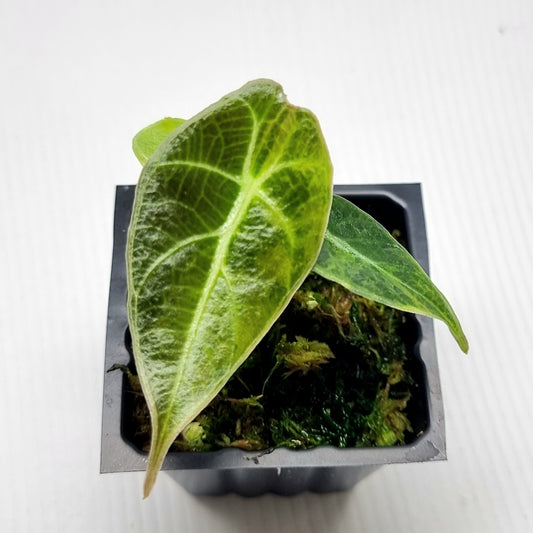 Alocasia longiloba watsoniana Aurea Variegated