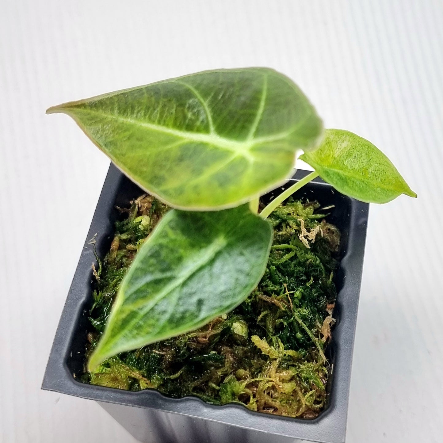 Alocasia longiloba watsoniana Aurea Variegated