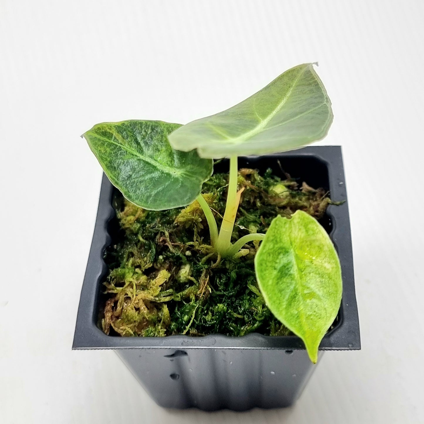 Alocasia longiloba watsoniana Aurea Variegated
