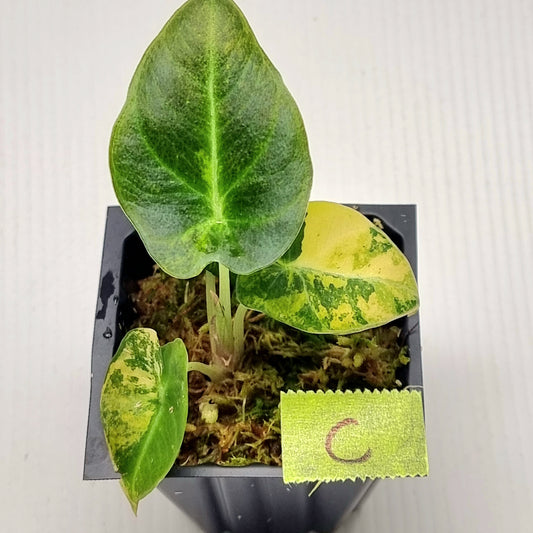 Alocasia Black Velvet Gold Variegated