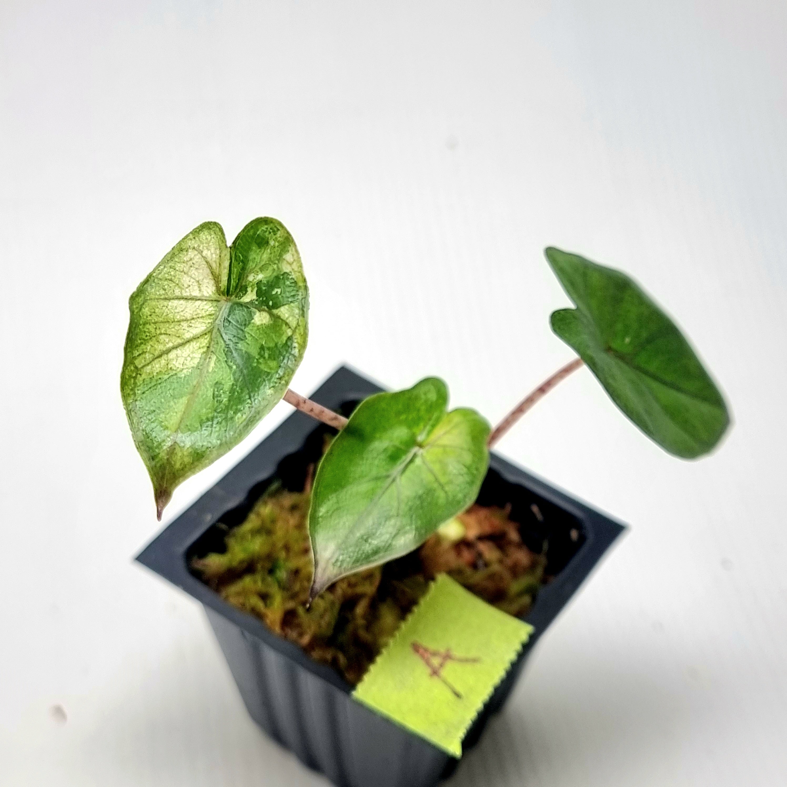 その他観葉植物 Alocasia Yucatan Princes Variegata Alocasia sarawakensis 'Yucatan princess' variegata - buy now