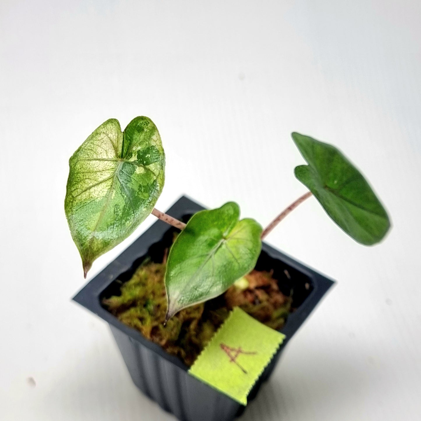 Alocasia Yucatan Princess Variegated