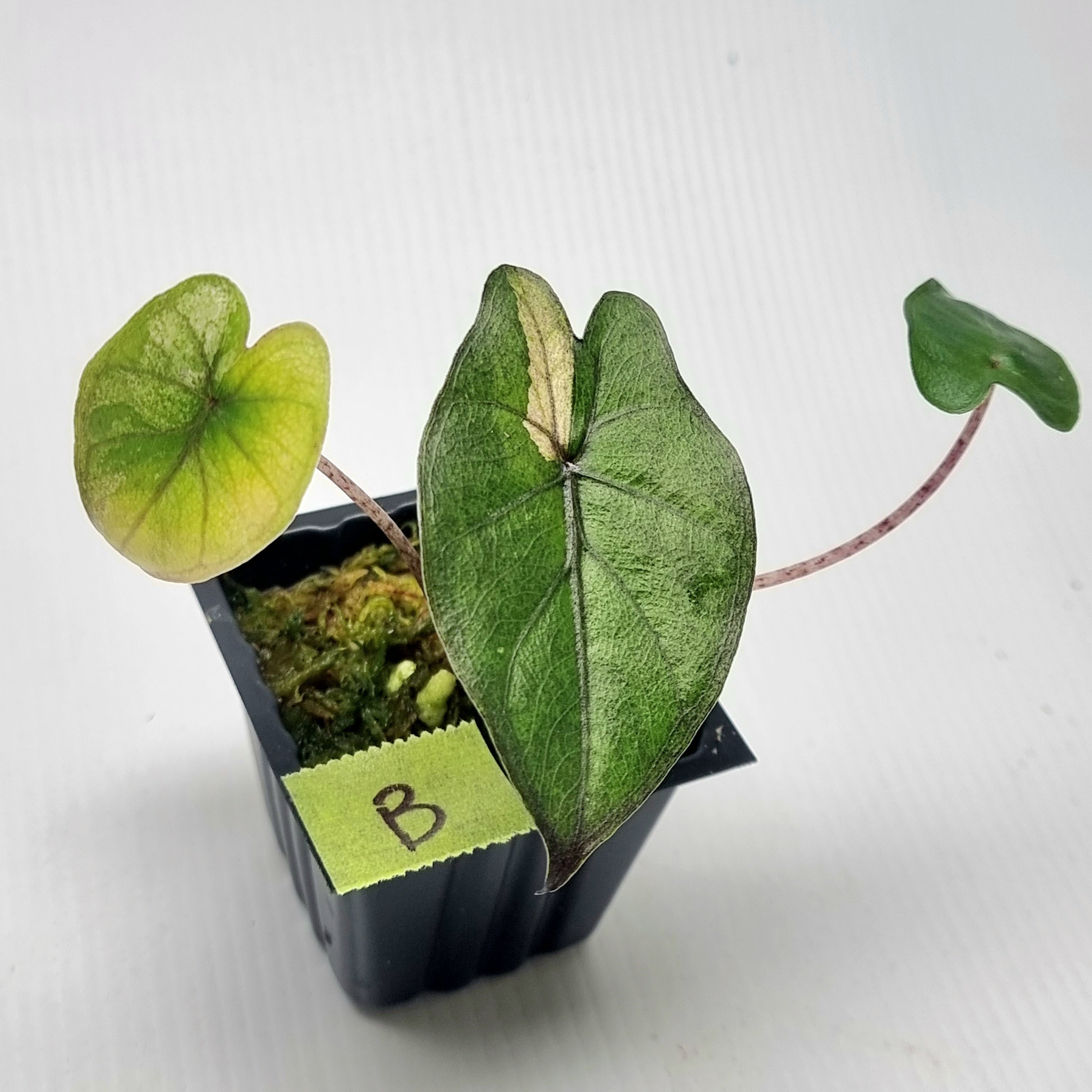 Alocasia Yucatan Princess Variegated – Flora Magnifica Australia