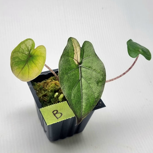 Alocasia Yucatan Princess Variegated