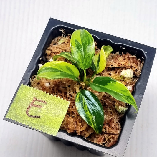 Philodendron Florida Beauty x P. mayoi Variegated