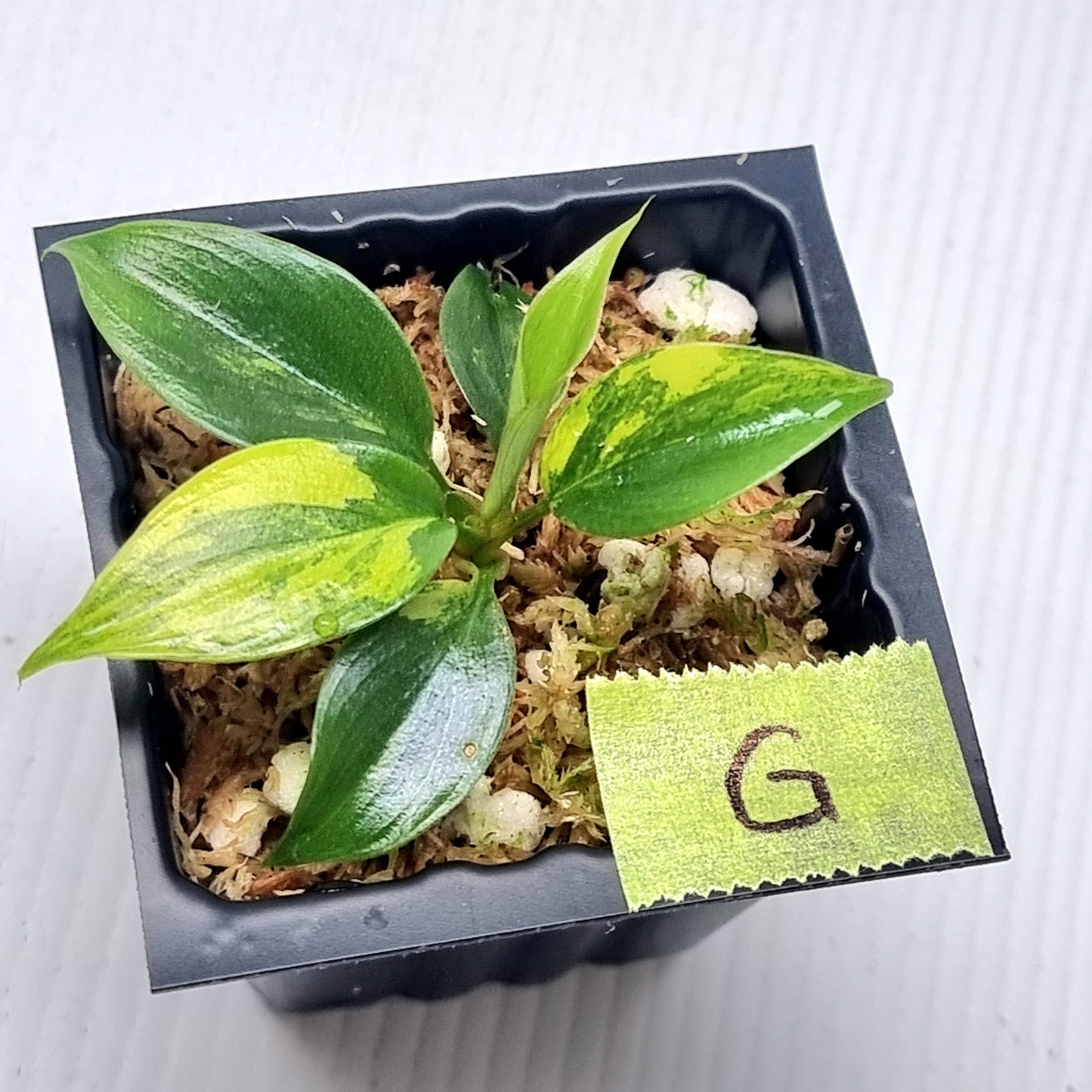 Philodendron Florida Beauty x P. mayoi Variegated