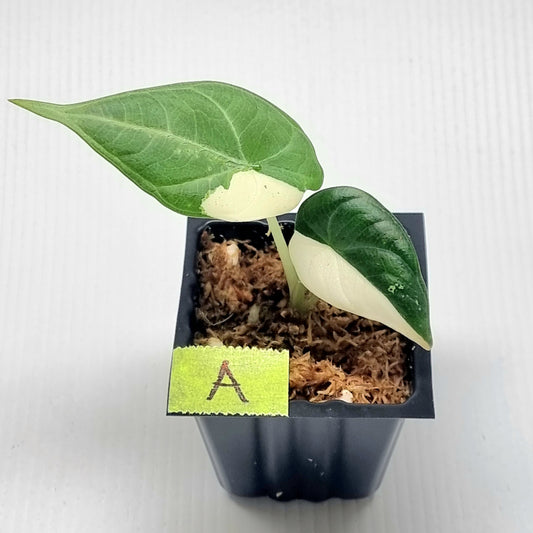 Alocasia Maharani Albo Variegated