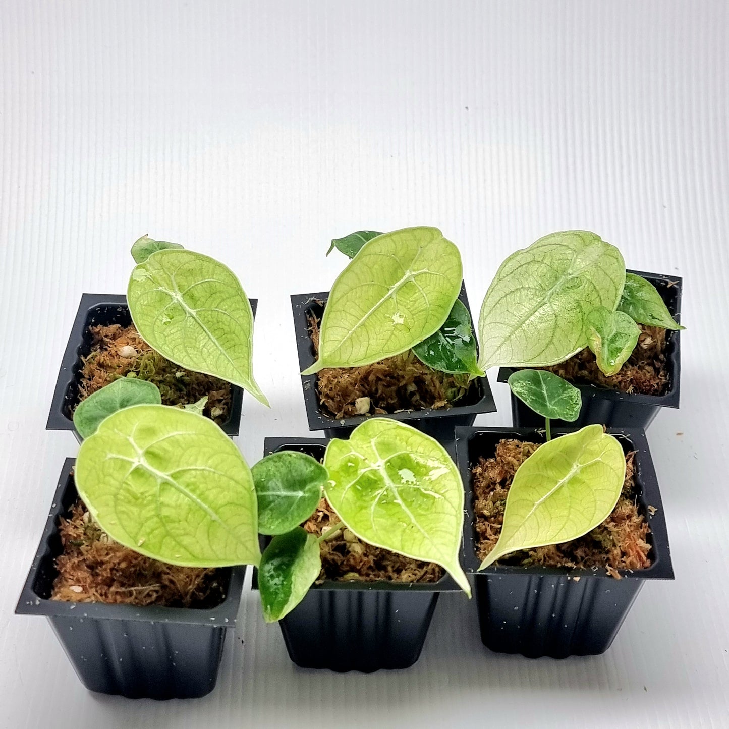 Alocasia longiloba watsoniana Mint