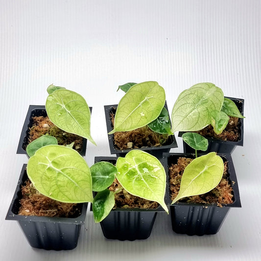 Alocasia longiloba watsoniana Mint