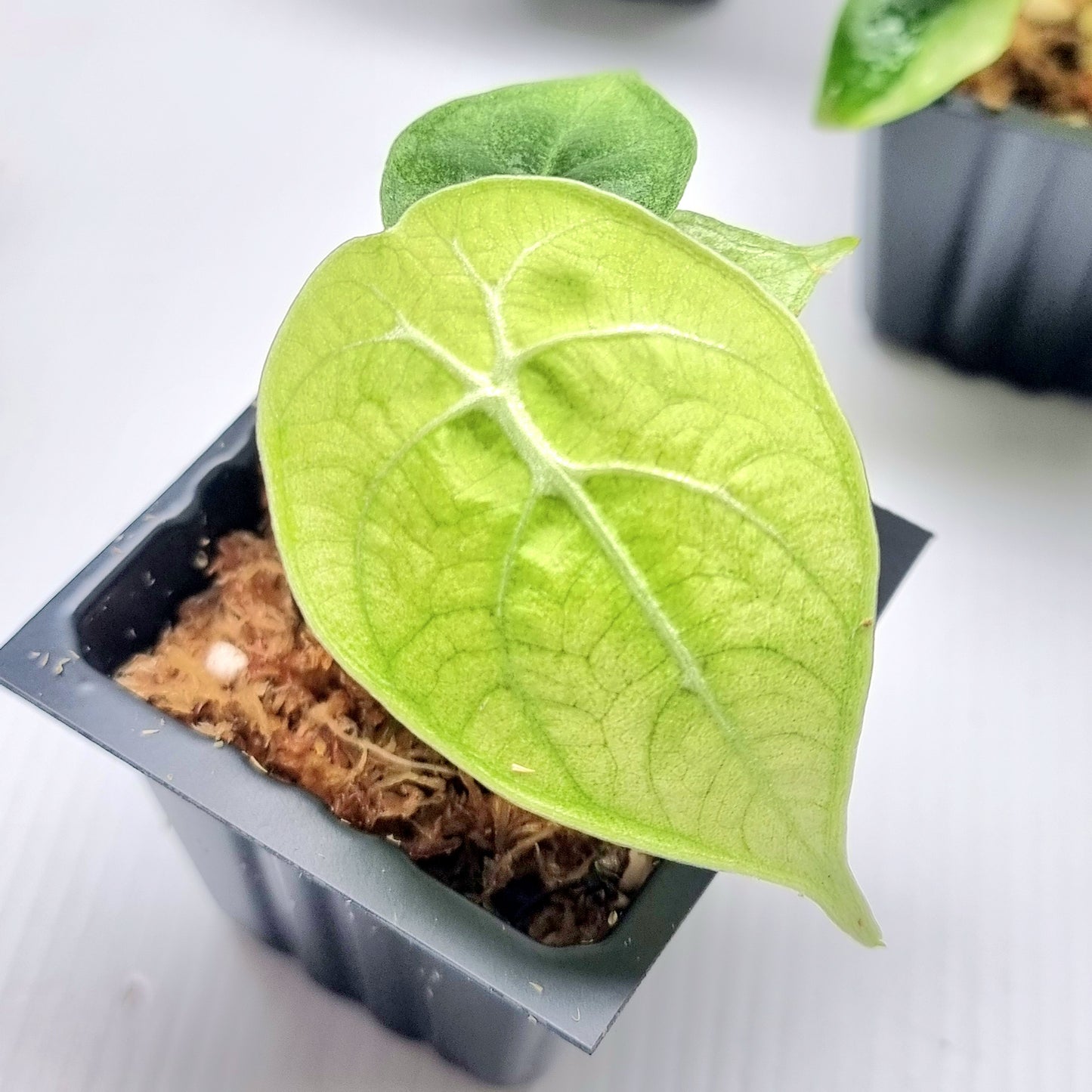 Alocasia longiloba watsoniana Mint