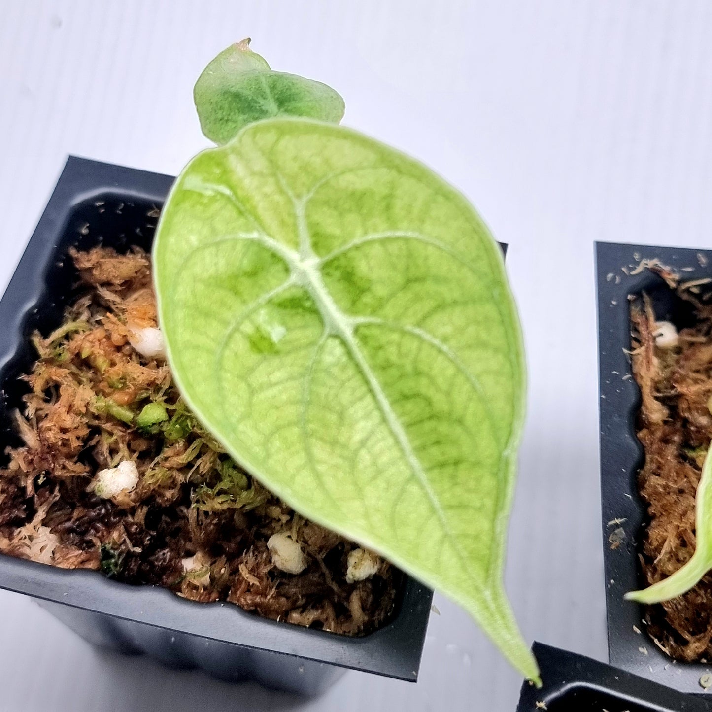 Alocasia longiloba watsoniana Mint