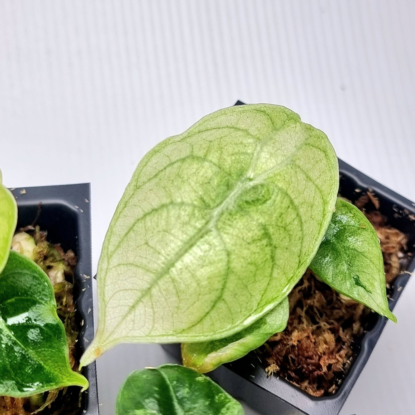 Alocasia longiloba watsoniana Mint