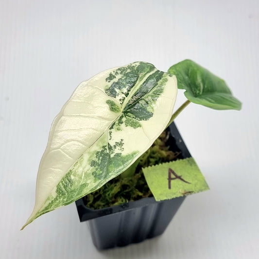 Alocasia Platinum/bisma Albo Variegated