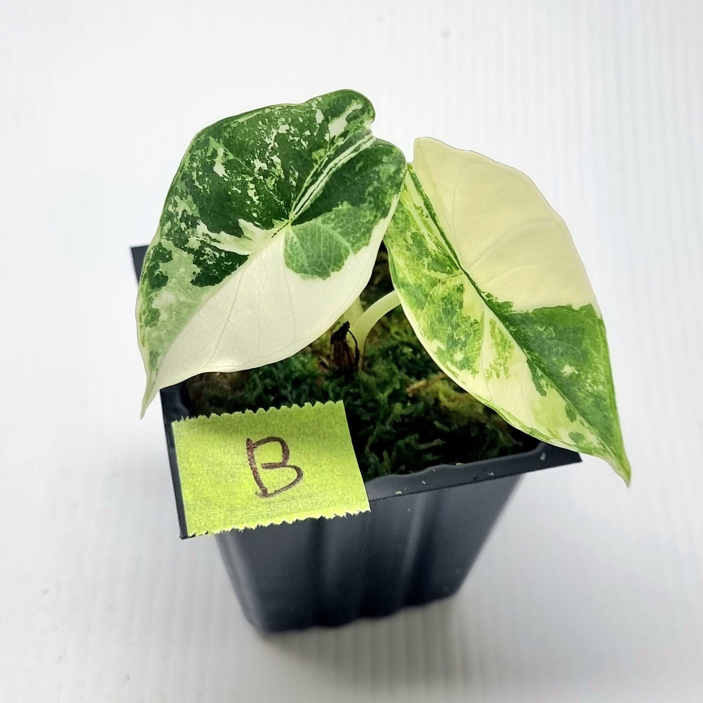 Alocasia Platinum/bisma Albo Variegated