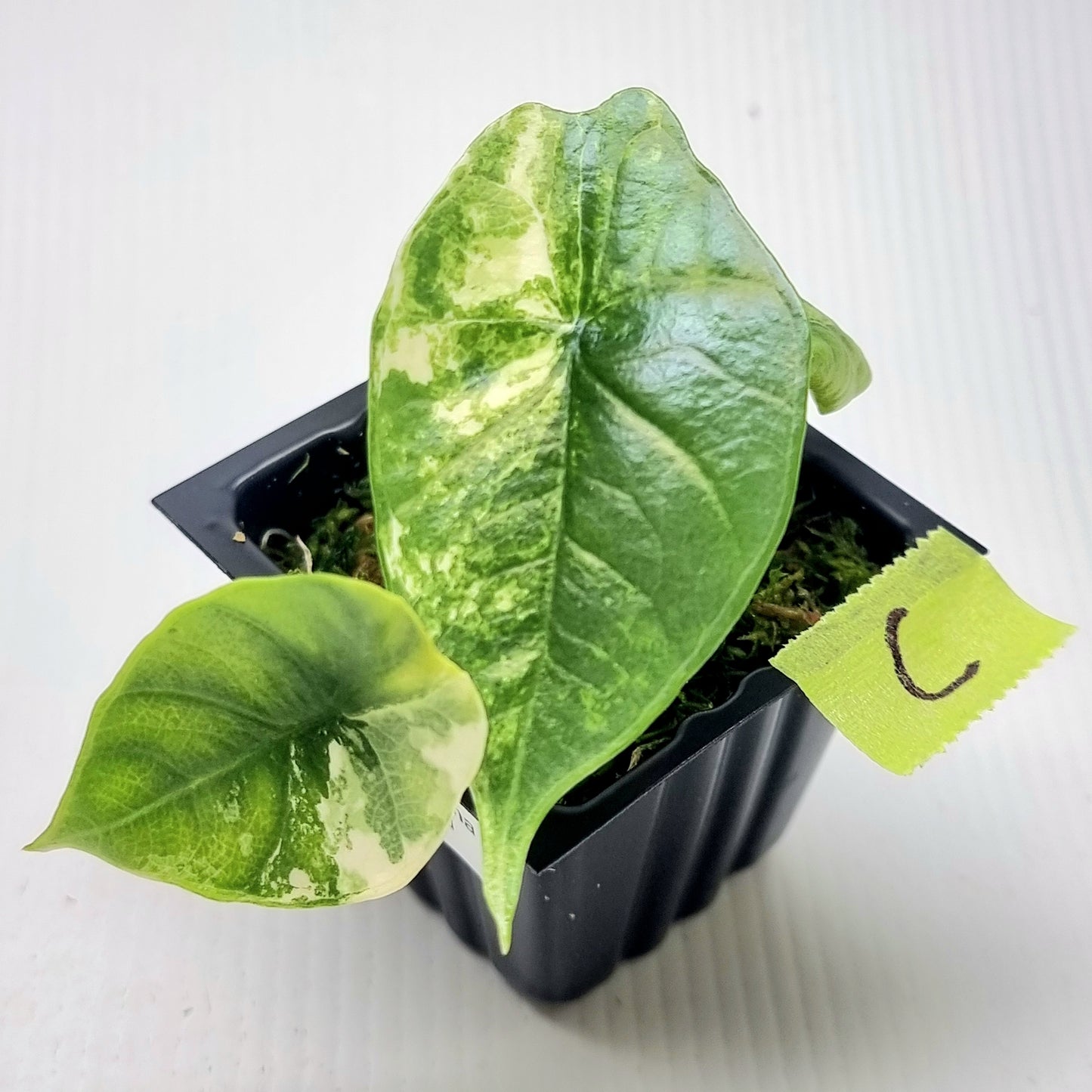 Alocasia Platinum/bisma Albo Variegated