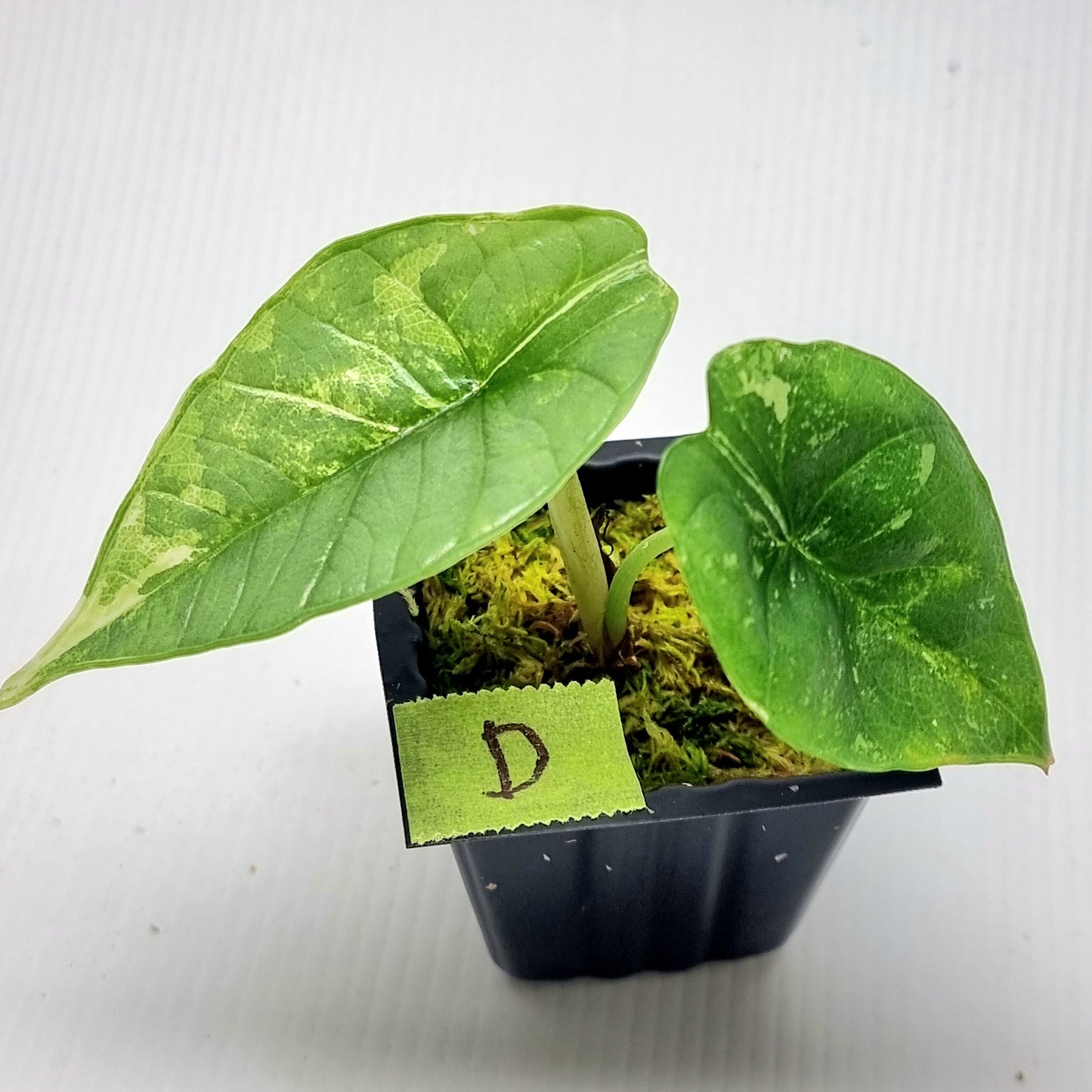 Alocasia Platinum/bisma Albo Variegated
