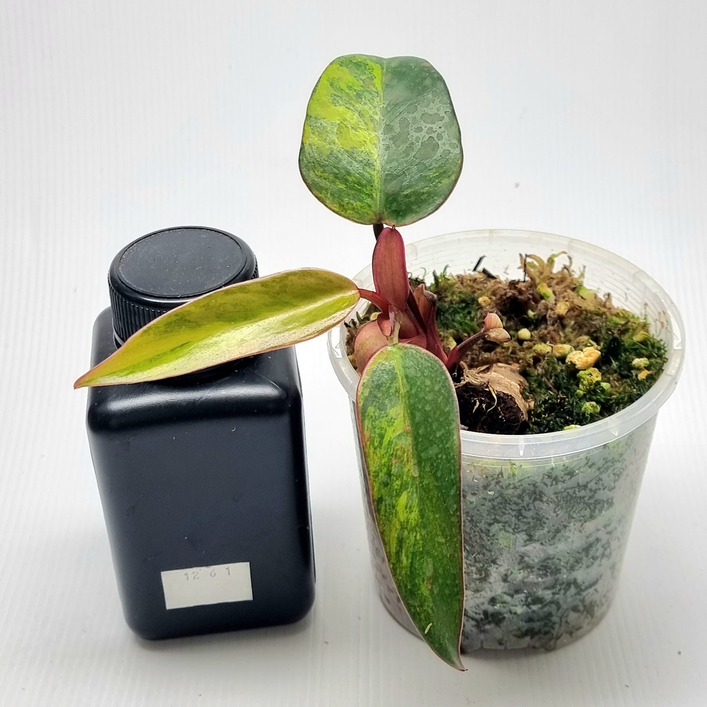 Philodendron strawberry shake