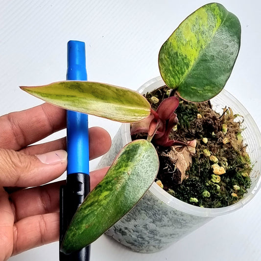 Philodendron strawberry shake