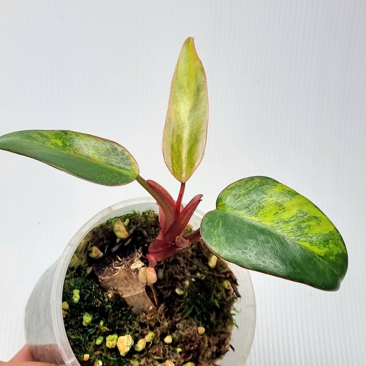 Philodendron strawberry shake