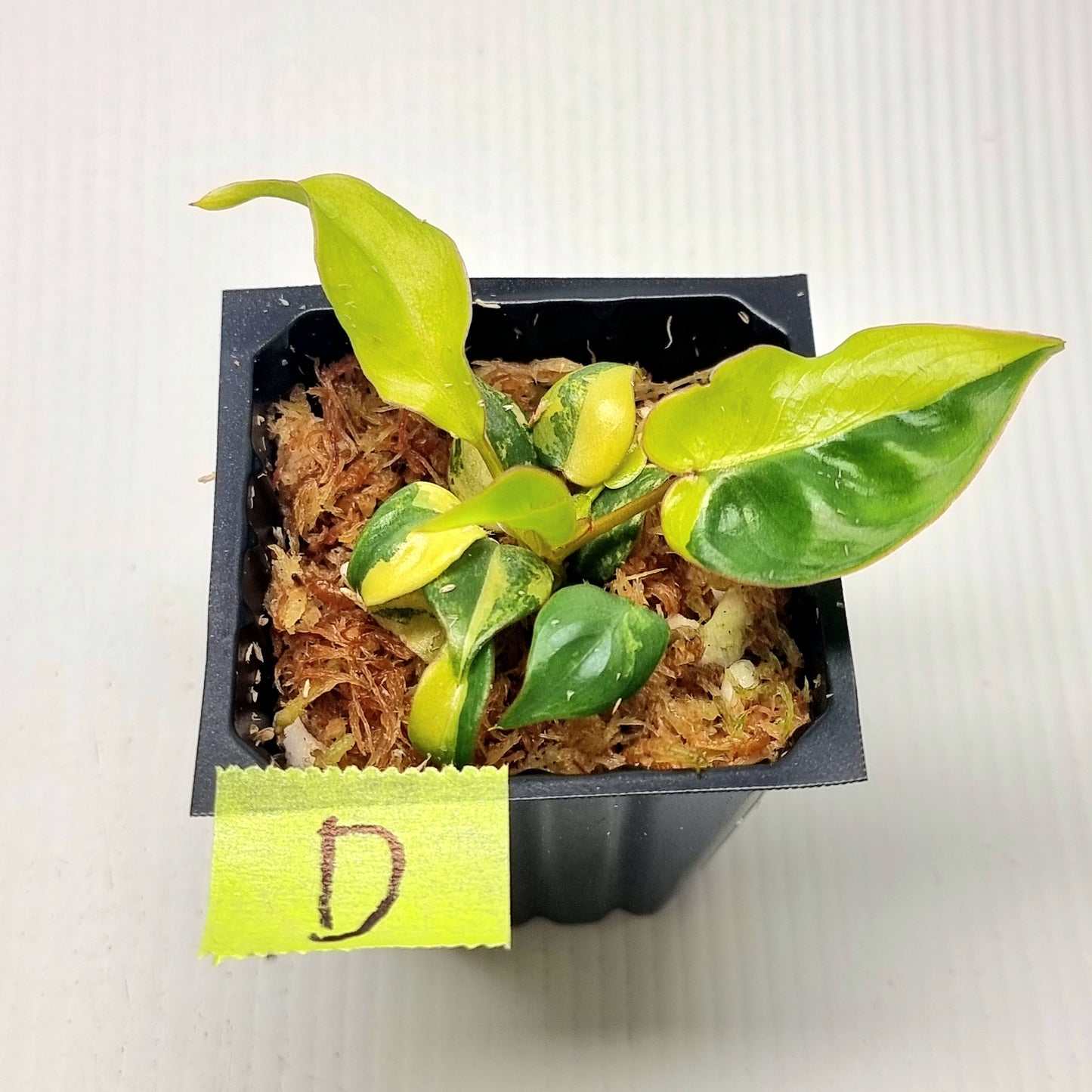 Philodendron billietiae Variegated