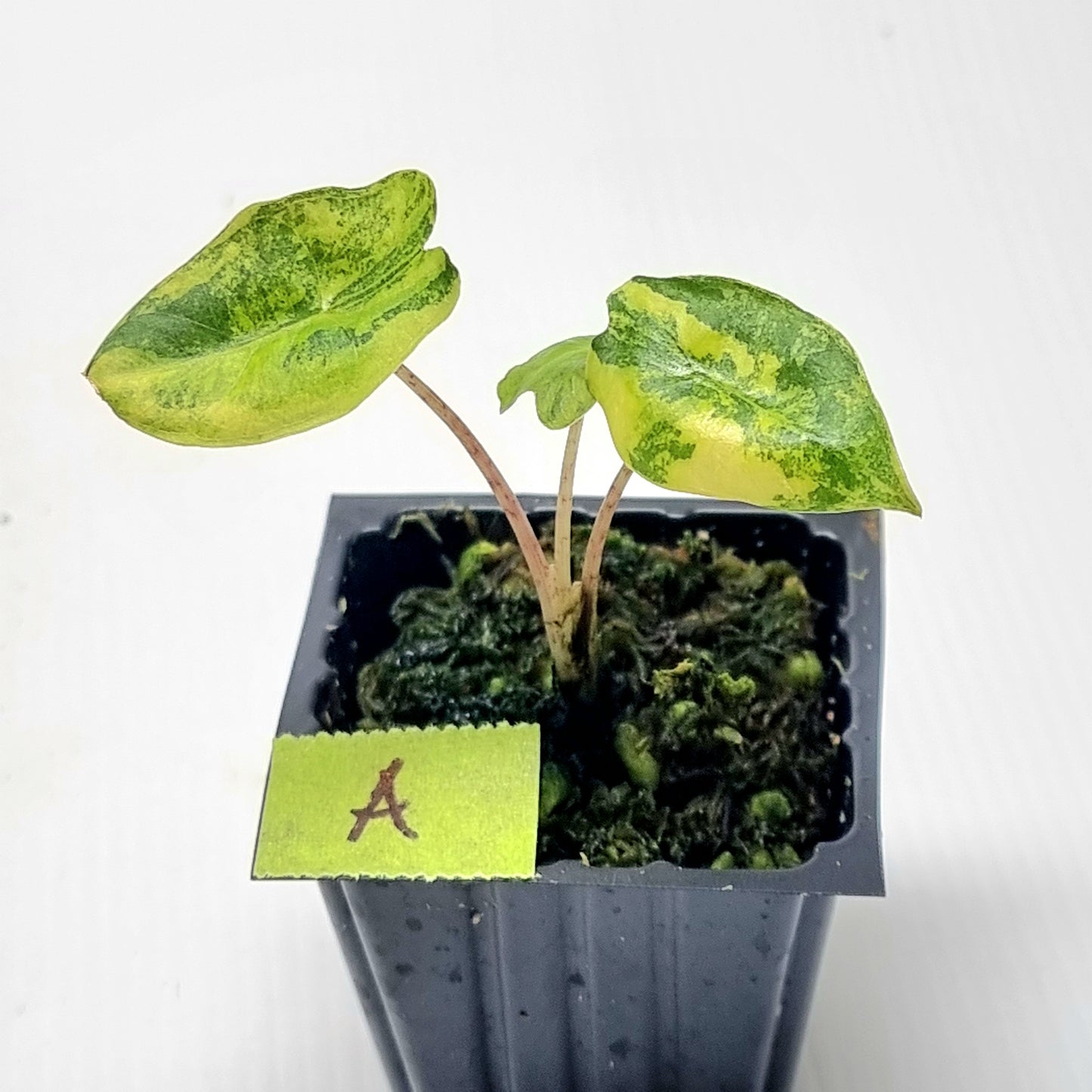 Alocasia pseudosanderiana Aurea Variegated