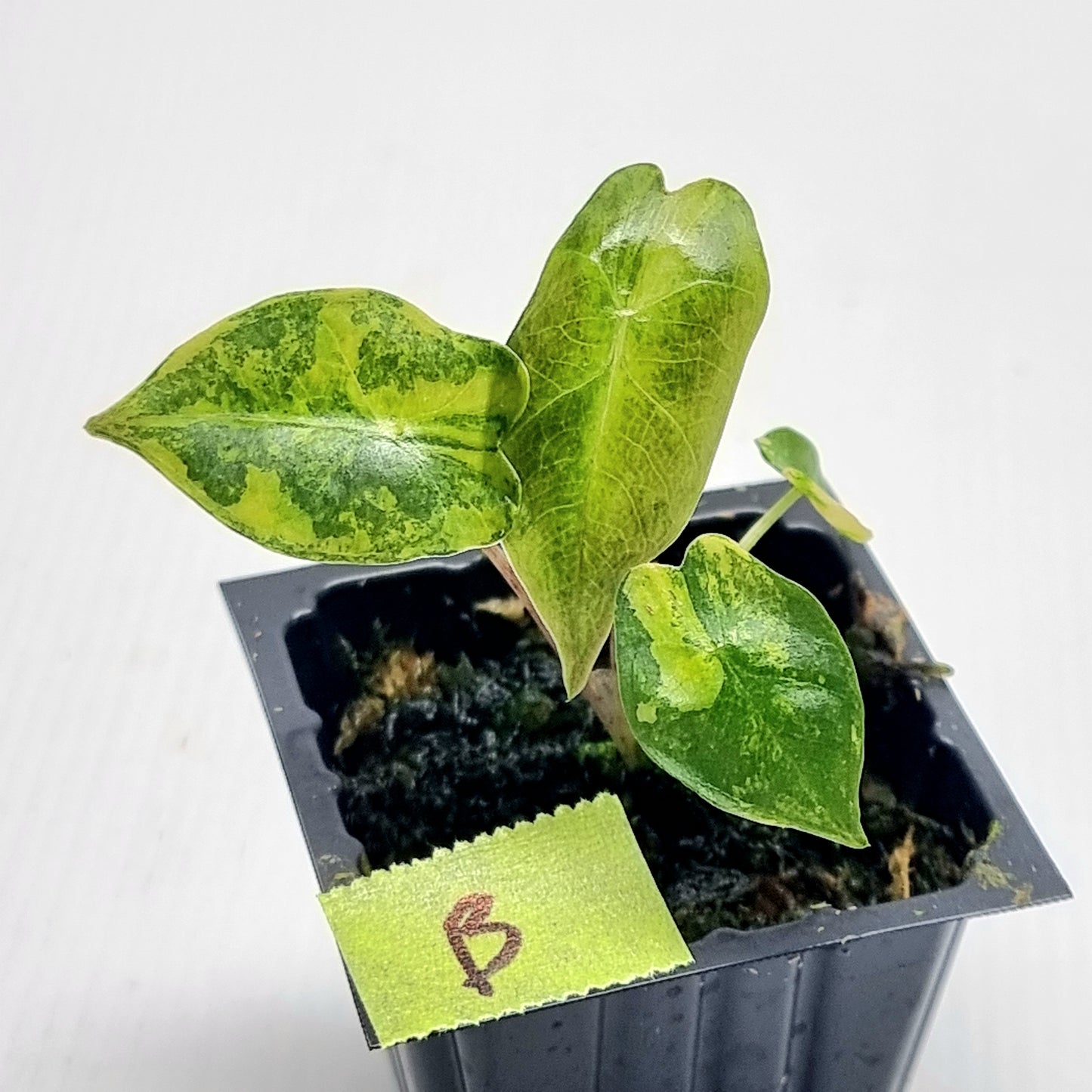 Alocasia pseudosanderiana Aurea Variegated