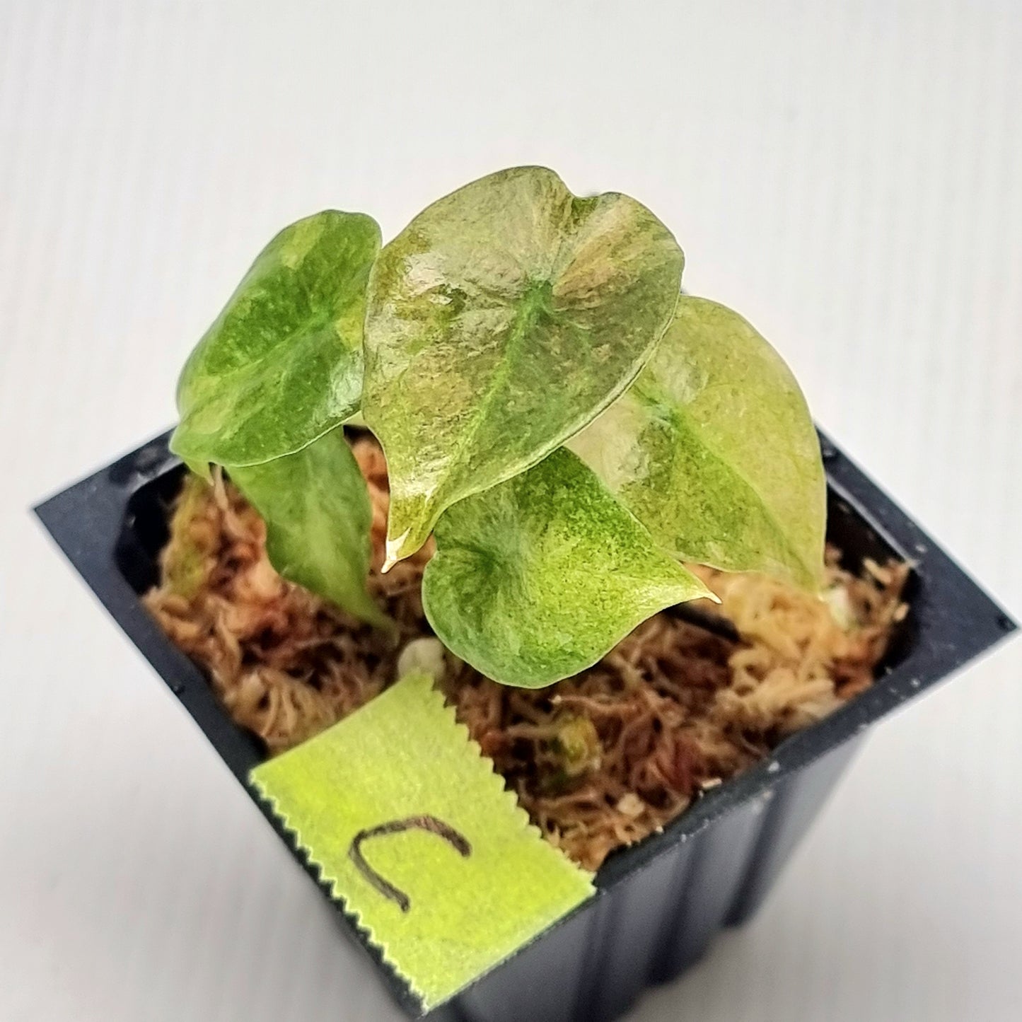 Alocasia cuprea Variegated
