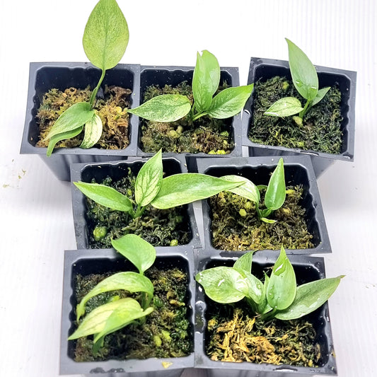 Rhaphidophora tetrasperma Mint