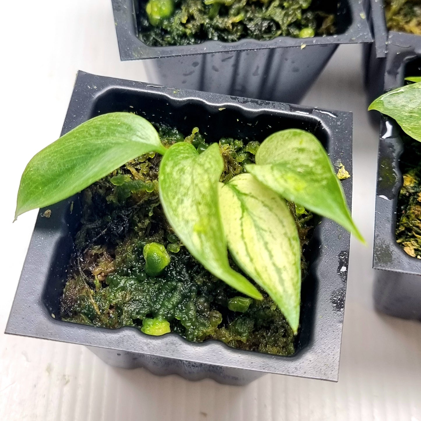Rhaphidophora tetrasperma Mint