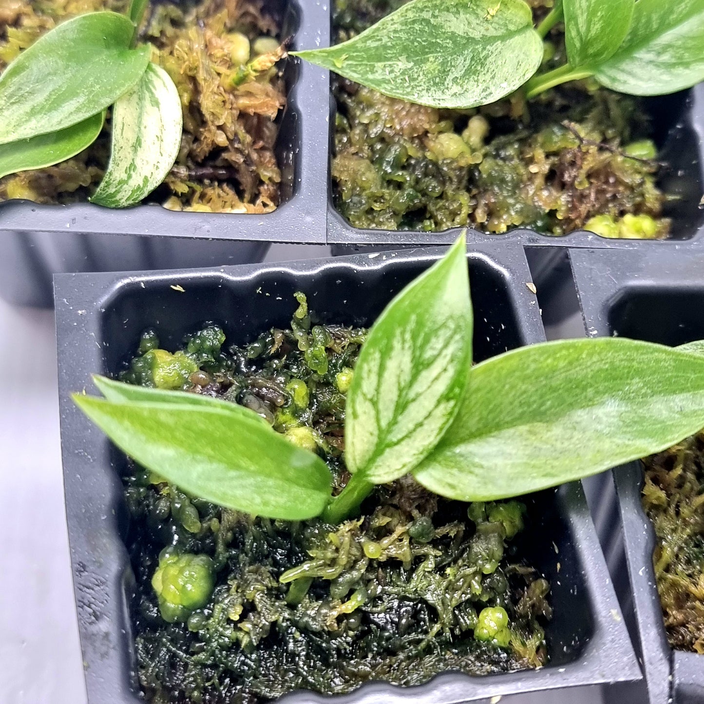 Rhaphidophora tetrasperma Mint