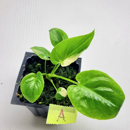 Philodendron goeldii Albo Variegated