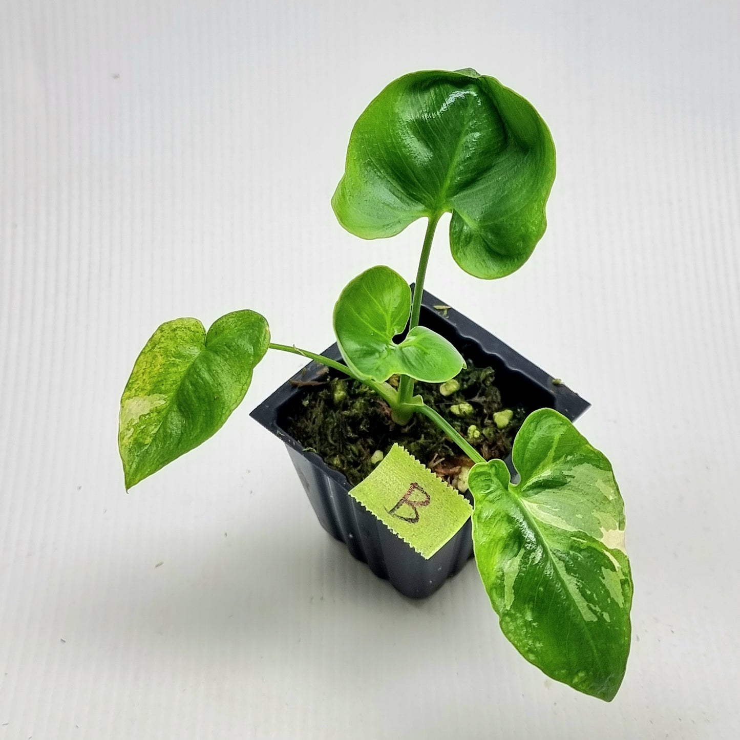 Philodendron goeldii Albo Variegated