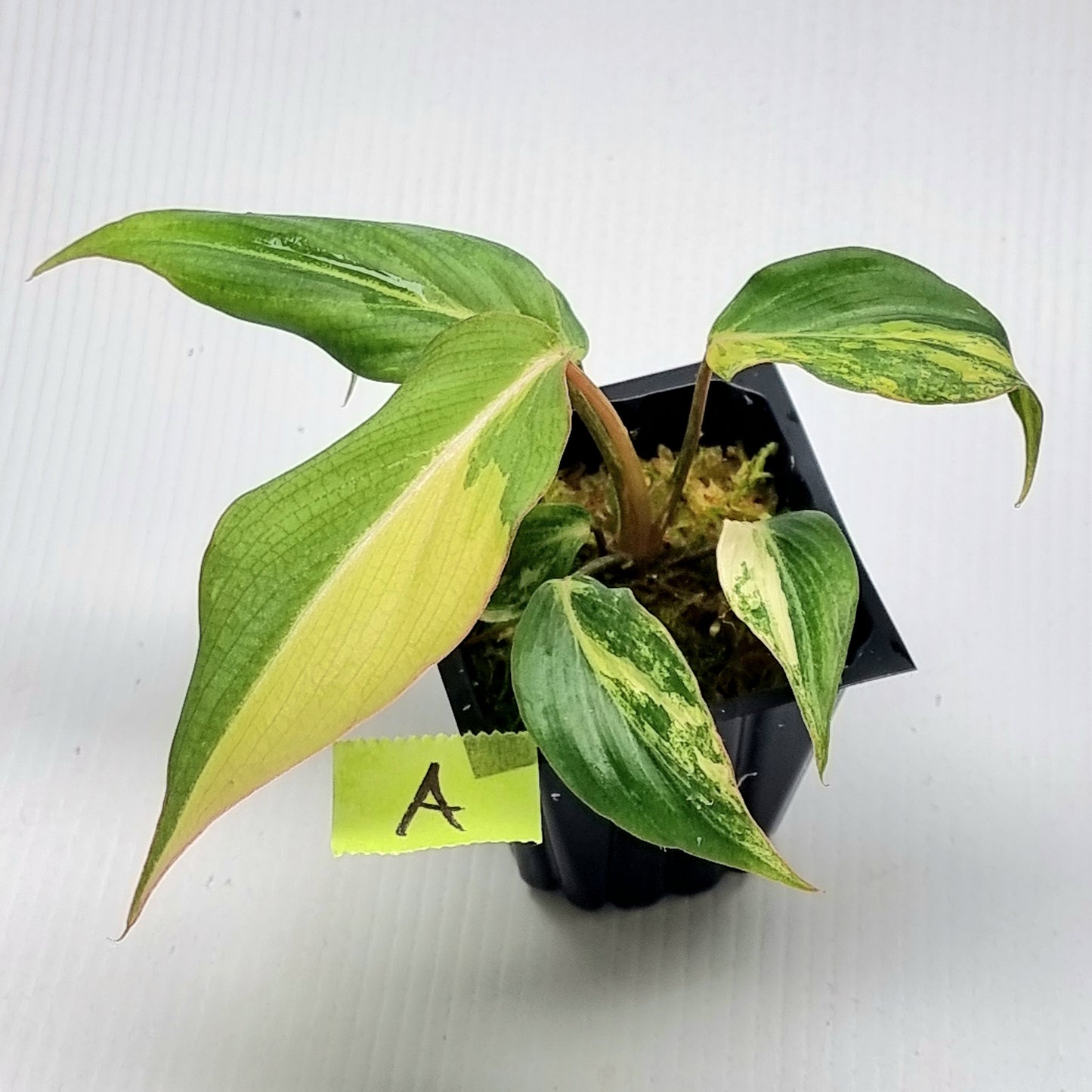 Philodendron gloriosum Tricolour Variegated