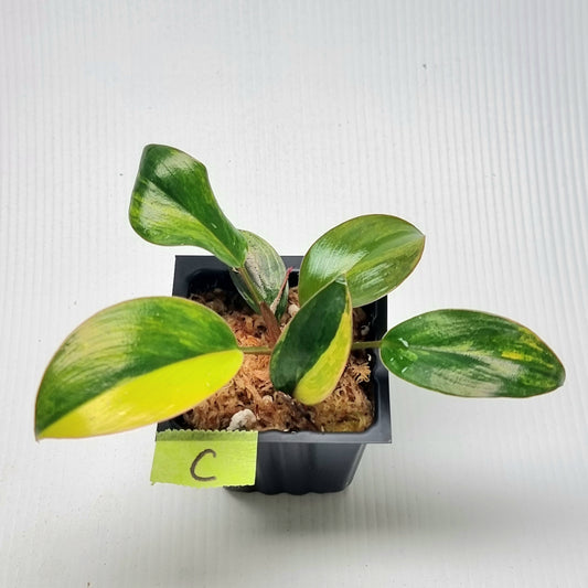 Philodendron Red Congo Variegated