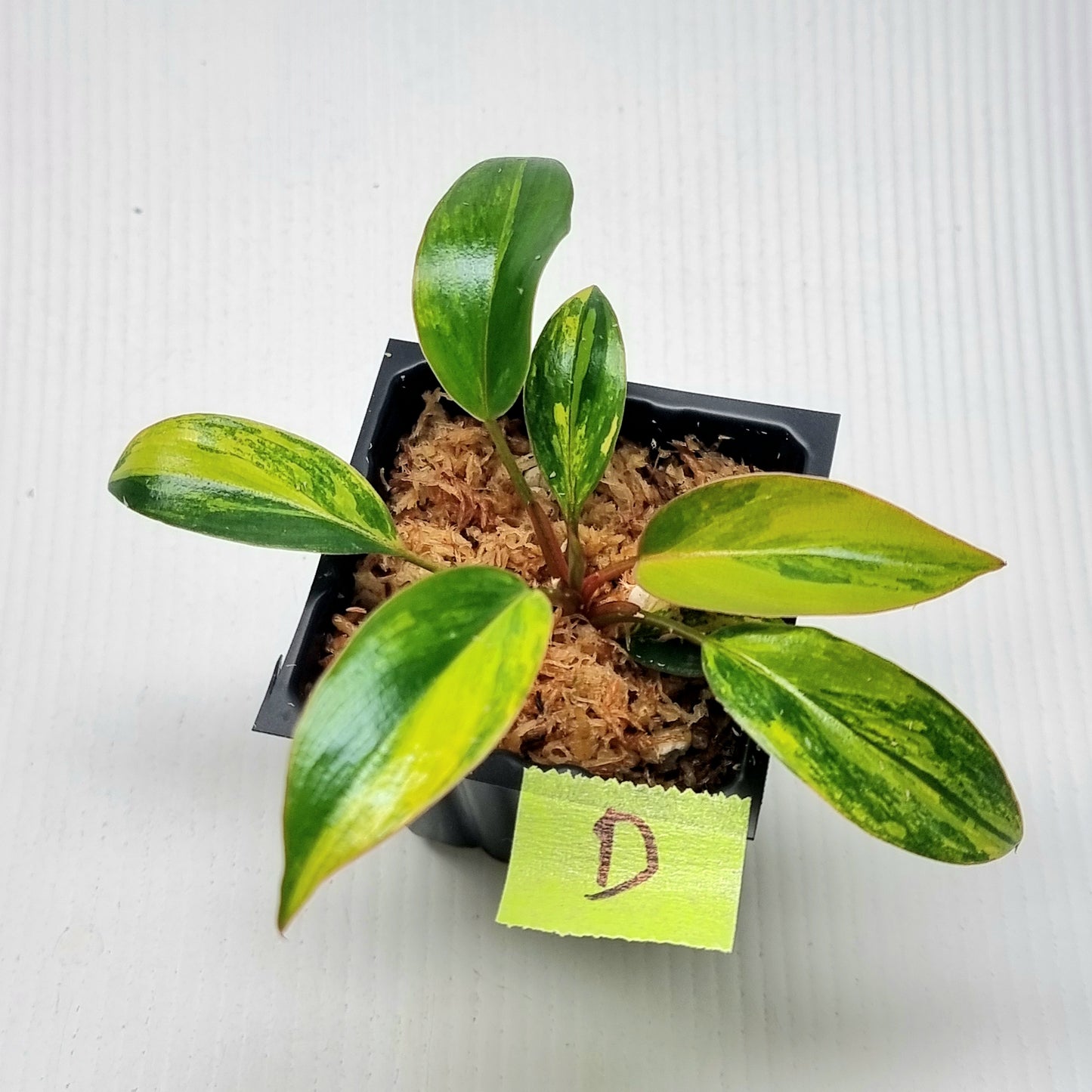 Philodendron Red Congo Variegated
