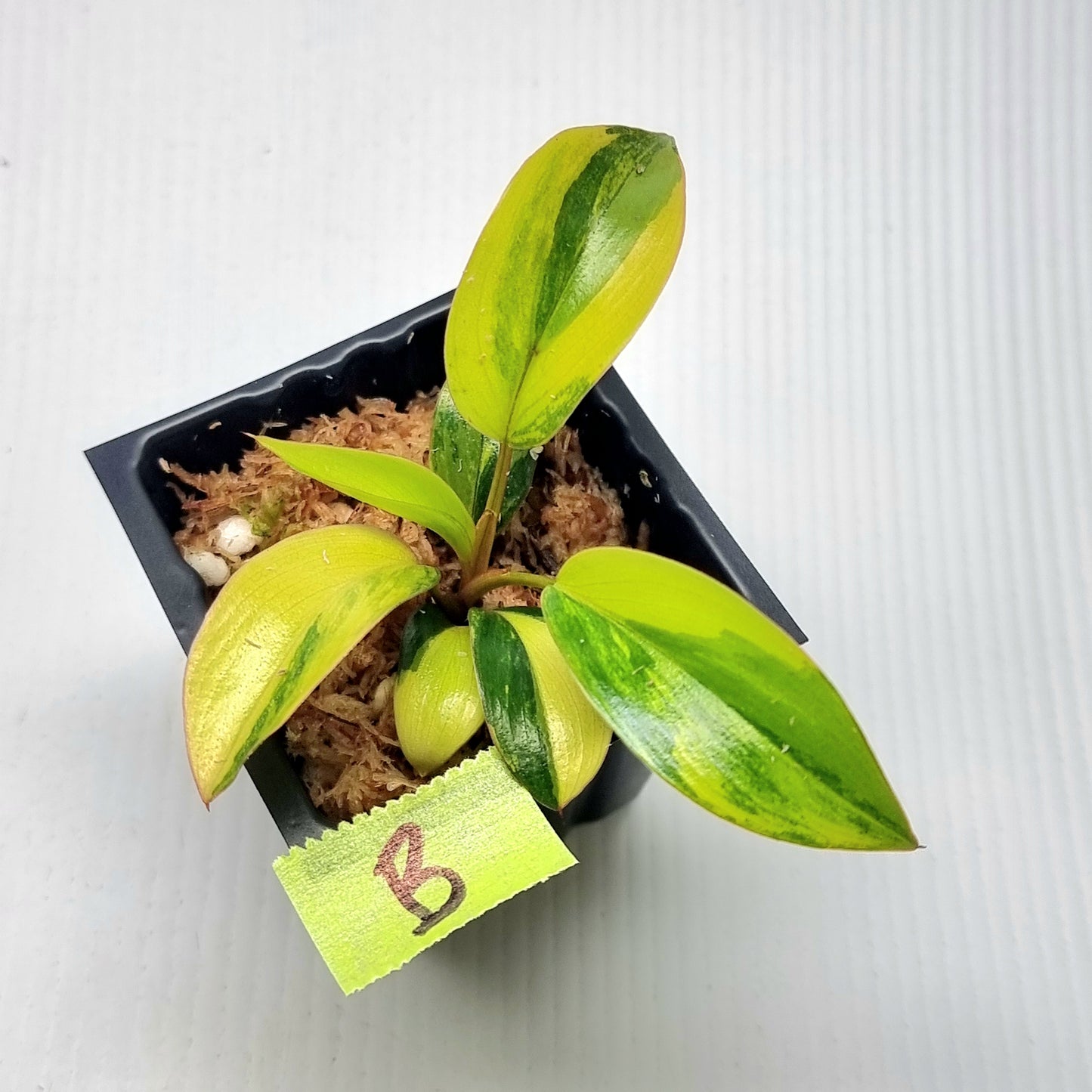Philodendron Red Congo Variegated