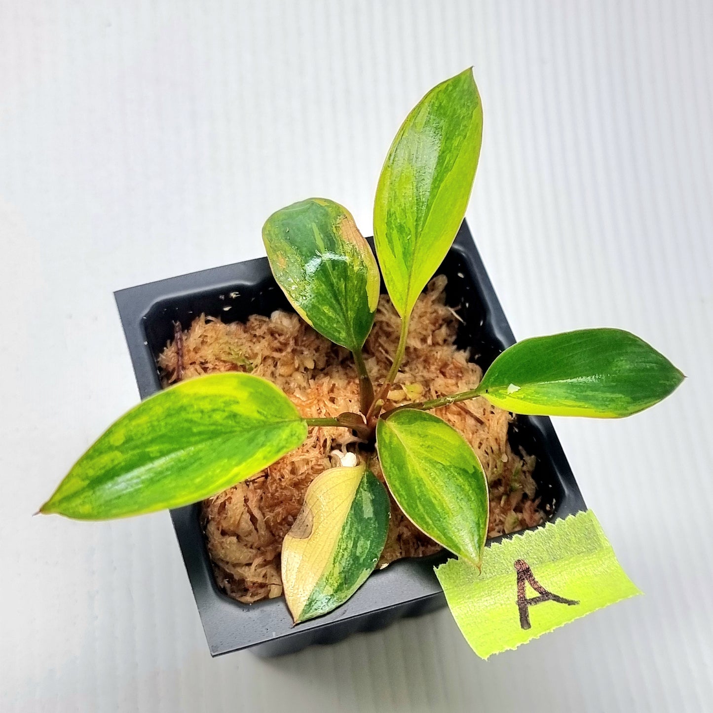 Philodendron Red Congo Variegated