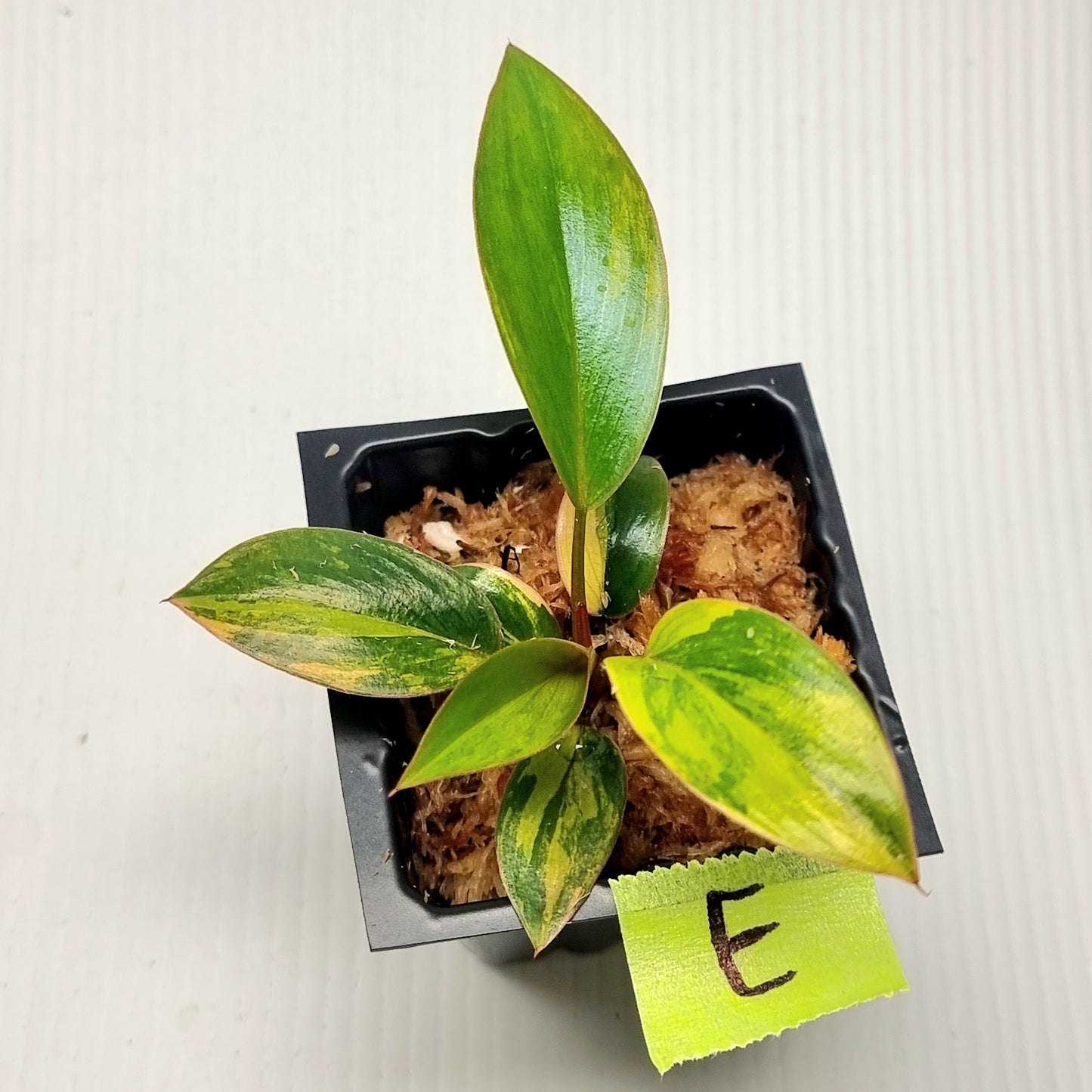 Philodendron Red Congo Variegated