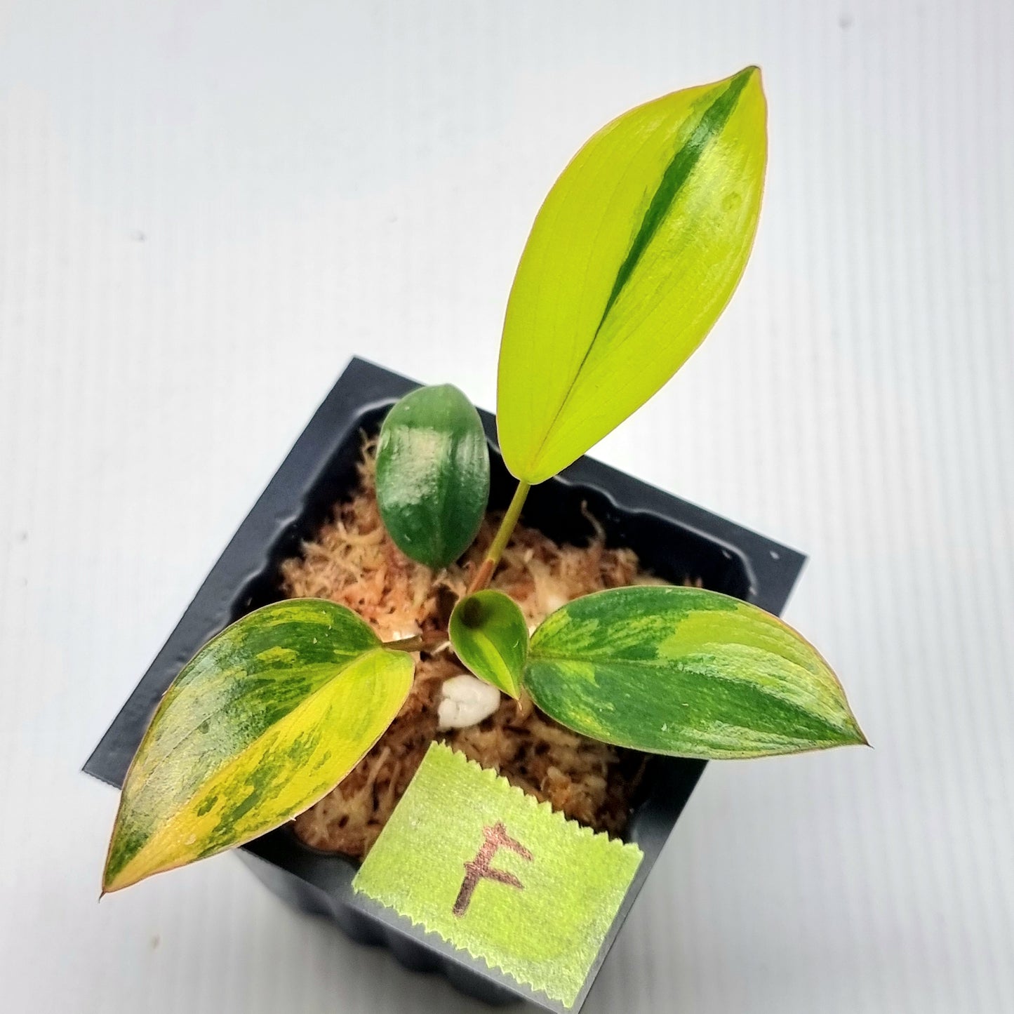 Philodendron Red Congo Variegated