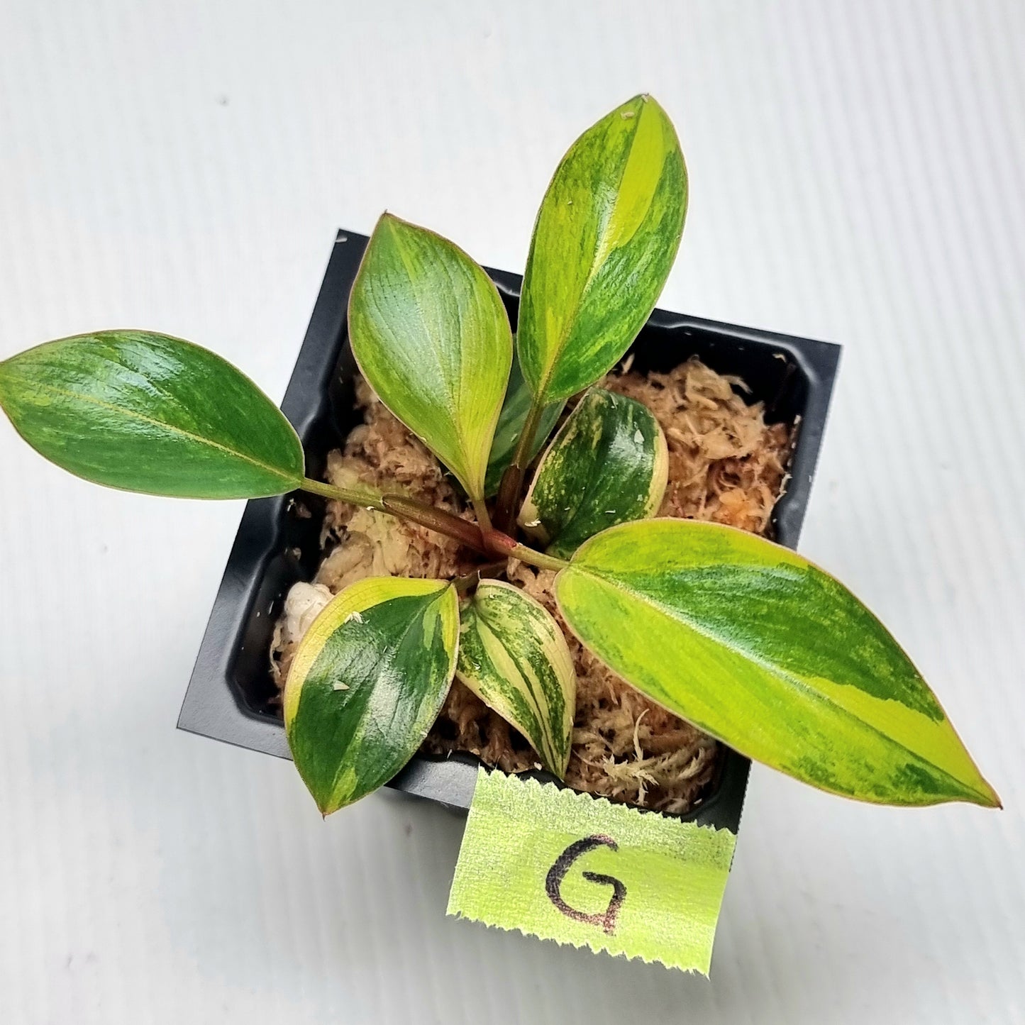 Philodendron Red Congo Variegated
