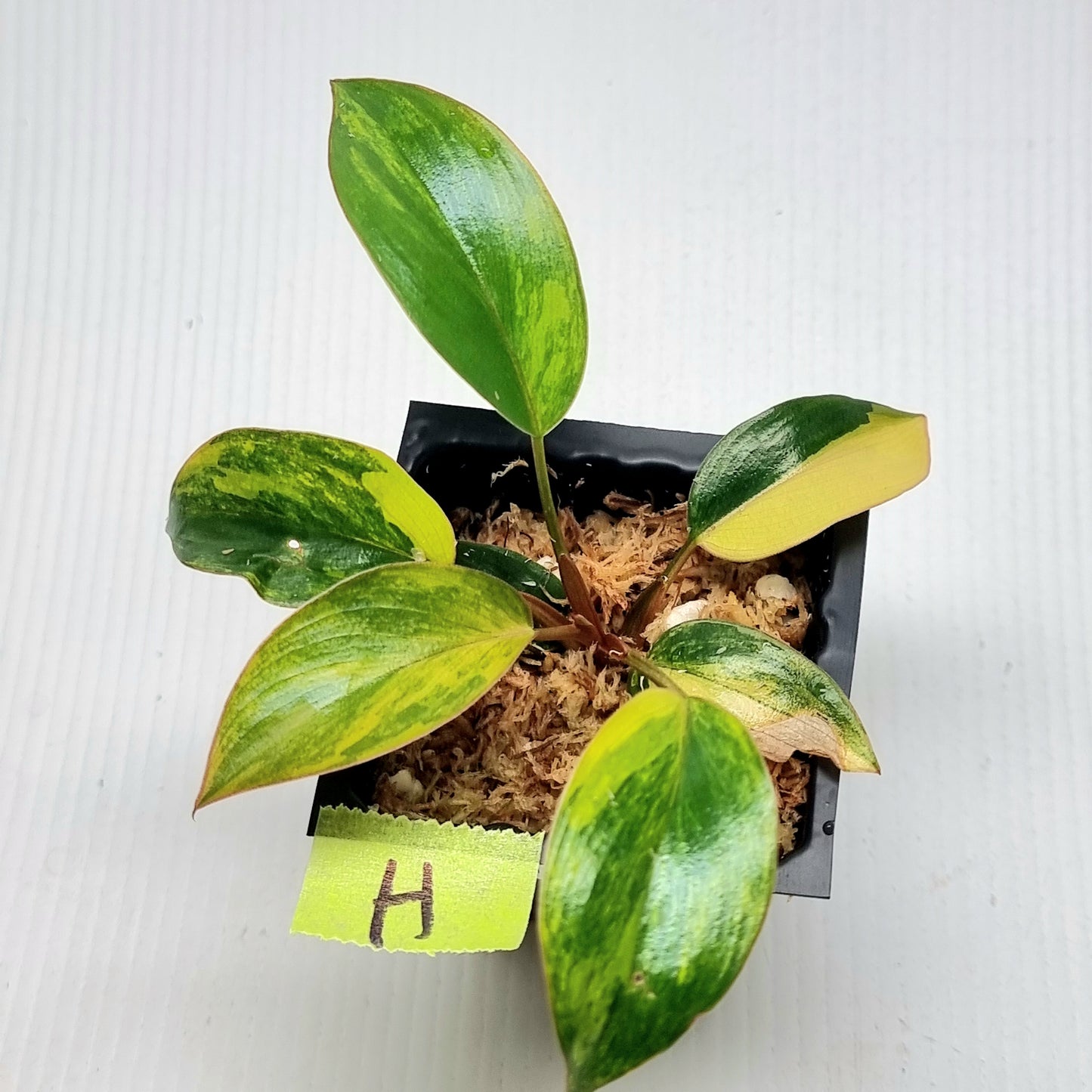 Philodendron Red Congo Variegated