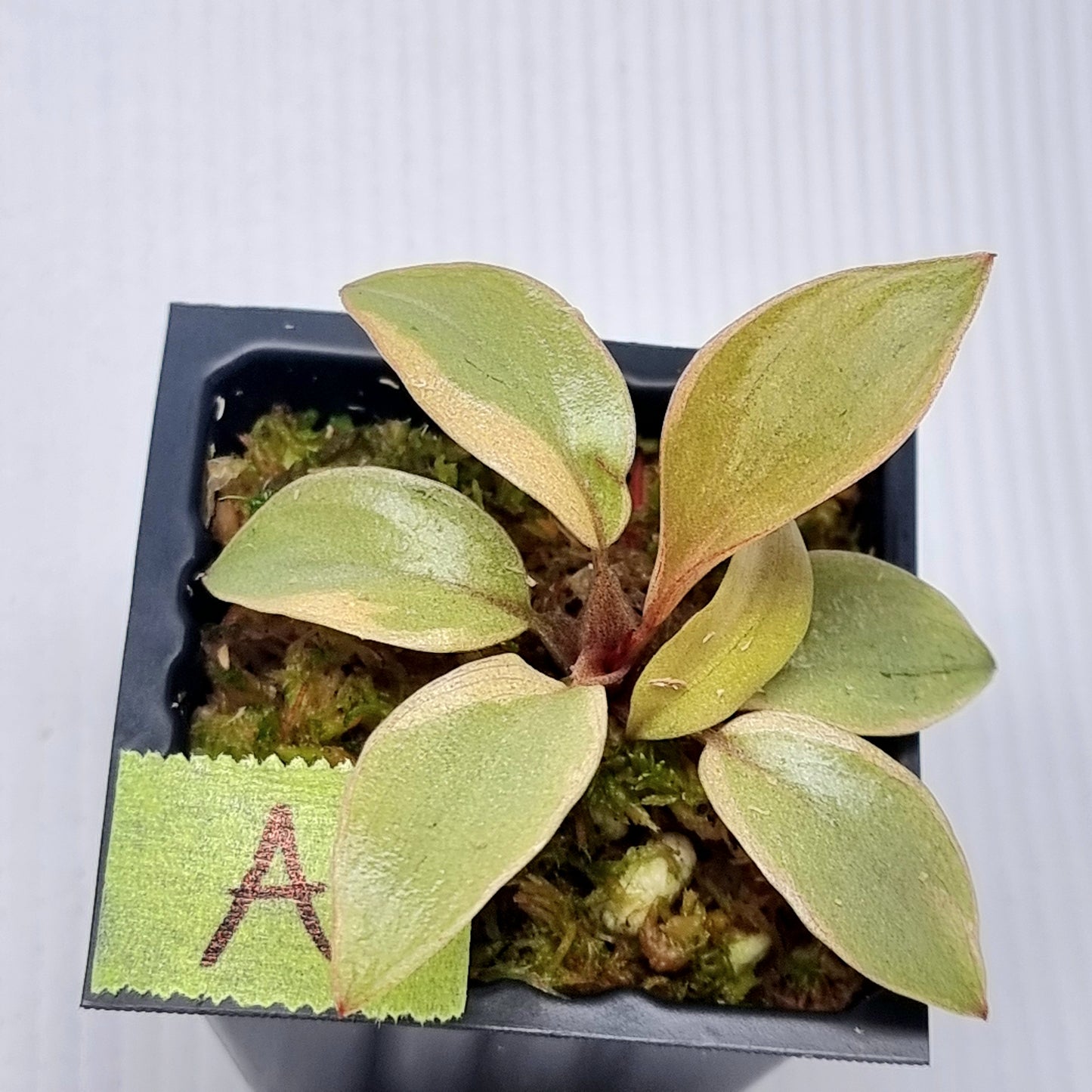 Philodendron Black cardinal var no.2