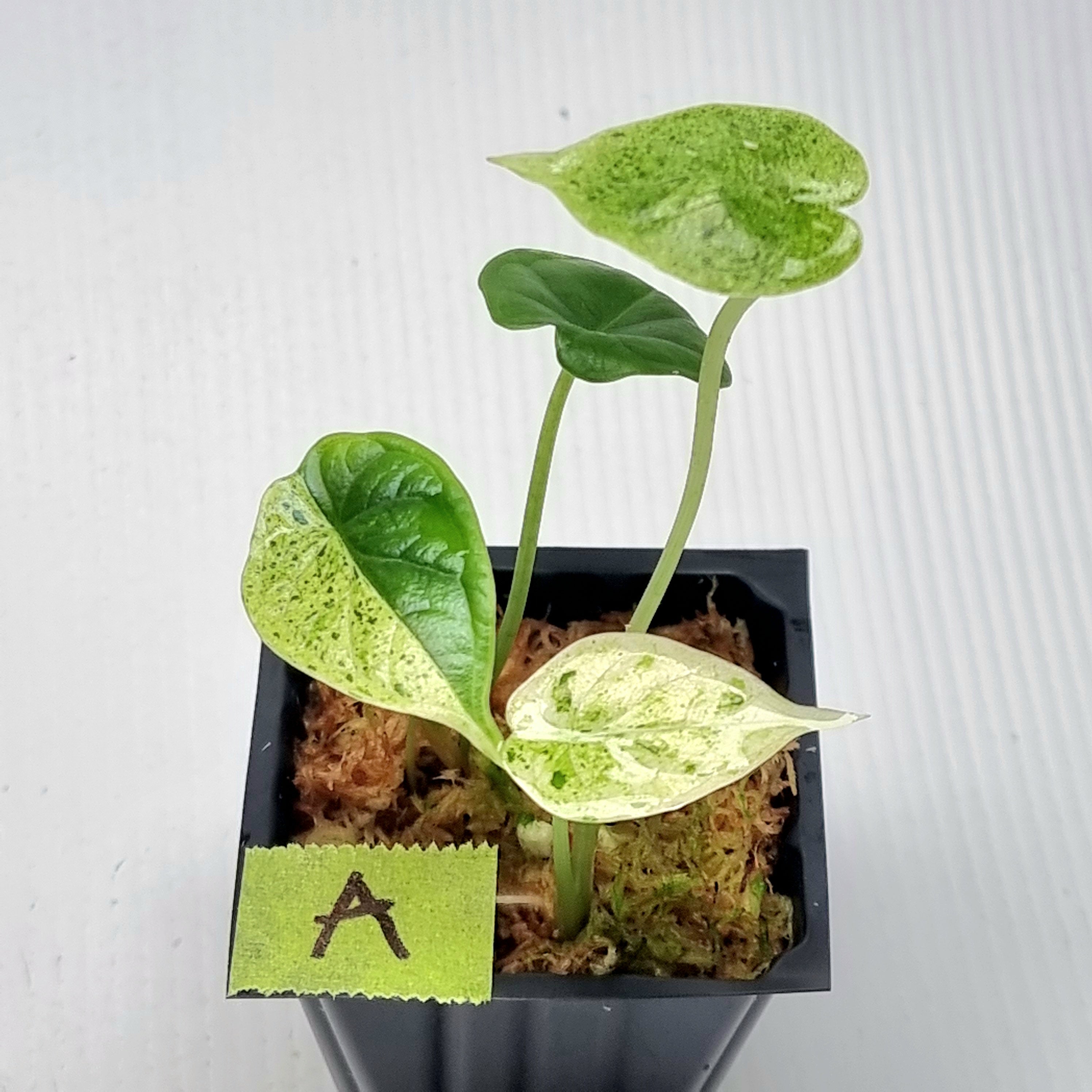 Alocasia Dragon Scale Mint – Flora Magnifica Australia