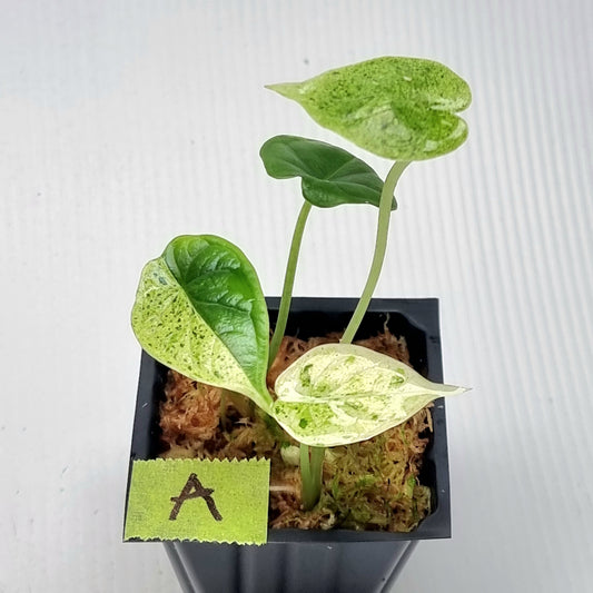 Alocasia Dragon Scale Mint