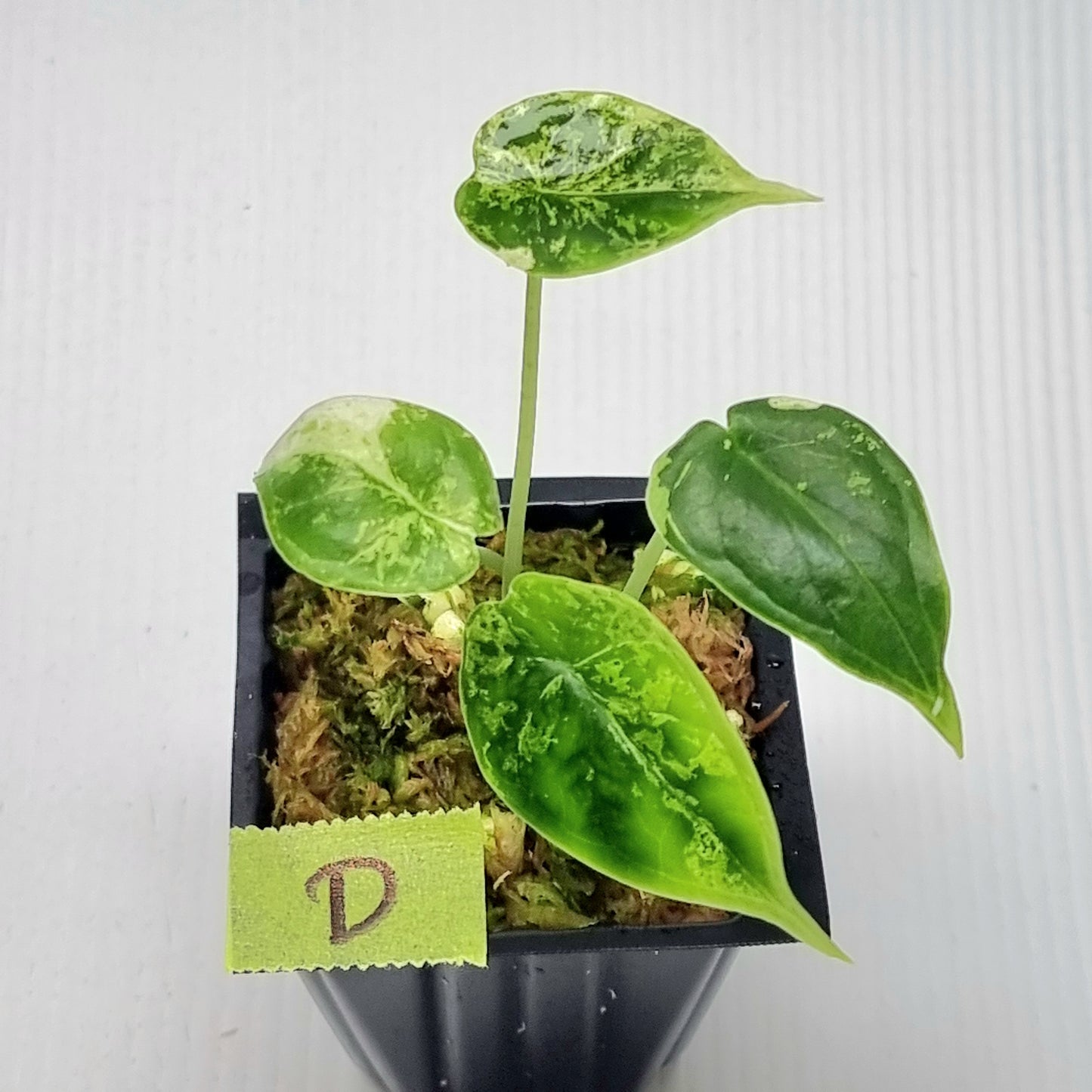 Alocasia Dragon Scale Mint